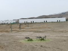 -新疆天山野生动物园