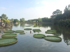 -大湾区中央湿地公园