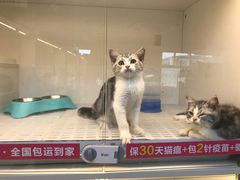 -lincat·猫舍(广州店)