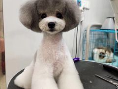 -欣怡宠物店
