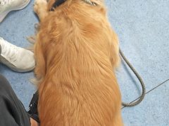 -顺强宠物诊所·狂犬免疫·夜诊·骨科(嘉定店)
