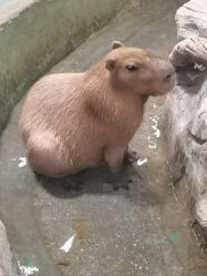 -Zoolung Zoolung动物主题公园(海信广场店)