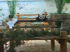 -西霞口神雕山野生动物世界