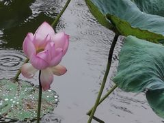 -惠州西湖丰渚园