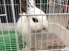 -苏州艺都古玩花鸟市场