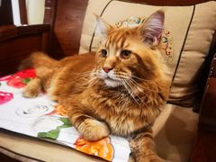 -糯米喵星人总部直营旗舰店·猫舍·幼猫出售