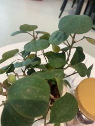 -Dr.林醫生产后修复·配方产康店(南京大厂店)