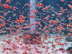 -海合安成都极地海洋公园