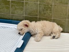 -帕帕拉兹宠物(亚洲旗舰店)