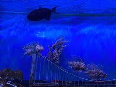 -太平洋海底世界