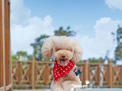 -超宠爱宠物摄影-Super pet