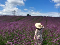 -紫颐香薰山谷景区