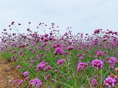 -西京湾花海
