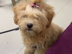 -乐琪宠物医院·犬猫专科·骨外科·急重症