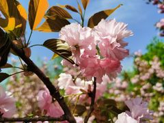 -长白岛森林公园