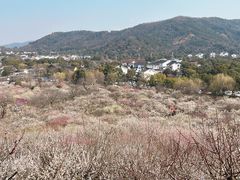 -香雪海