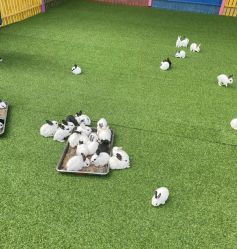 -萌宠亲子动物乐园(槐房万达店)