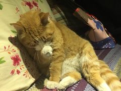 -Sirena海妖日咖夜酒