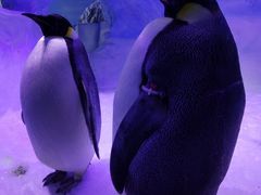 -海合安成都极地海洋公园