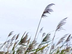 -金斯顿千岛群岛游轮