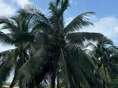 -三亚海棠湾喜来登度假酒店