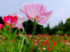 -上海滨江森林公园