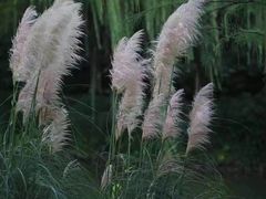 -观清澜疗愈民宿(龙泉山风景区店)