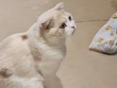 -藏猫猫咖啡主题馆(中央大道店)