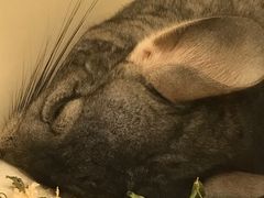 -龙猫仔乐园(惠福东路店)