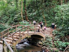 -莫里热带雨林景区