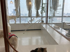 -共舞时光猫咖·狗咖(新街口店)