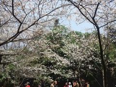 -武汉大学-樱园