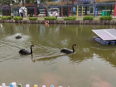 -苏州太湖西山岛开心农场