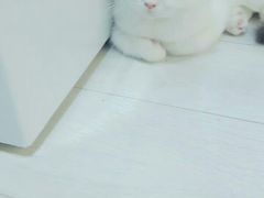 -喵的天空名猫咖啡馆·撸猫·猫舍·用品