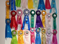 -有喵·猫咖·狗咖·30几只猫10只小狗(岗厦店)