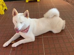 -柴犬高等学院·狗咖·柴犬售卖·宠物训练