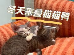 -babydoll猫舍·米努特·德文·缅因(久光中心店)