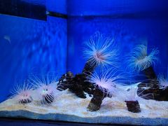 -上海海洋水族馆