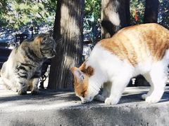 -北京鹫峰国家森林公园