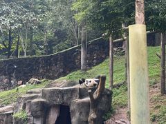 -都江堰中华大熊猫苑