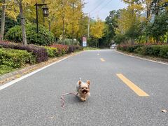 -黄陂区野村谷景区