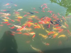 -枫林花海