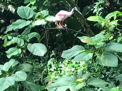 -新加坡飞禽公园