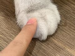 -有猫咖啡umeow coffee