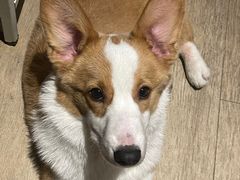 -翊宠yipet猫狗购宠庄园犬舍•猫舍