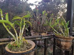 景观位-傣泐金湾餐厅