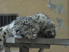 -青藏高原野生动物园