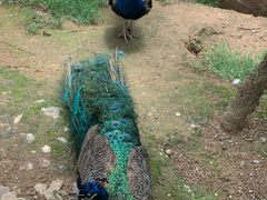 -青藏高原野生动物园