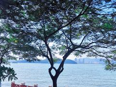 -鼓浪屿内厝澳码头(轮渡站)