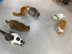 -Heymao猫咖.咖啡厅(东门店)